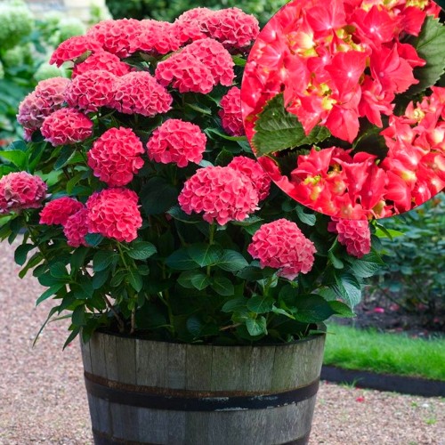 Hydrangea macrophylla 'Red Beauty' - Suurelehine hortensia 'Red Beauty' C1/1L  